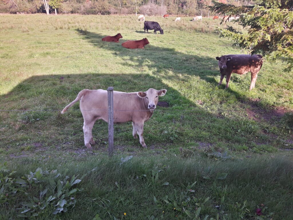 plusieurs vaches sont libres dans un grand champs, dont certaines sont couchées