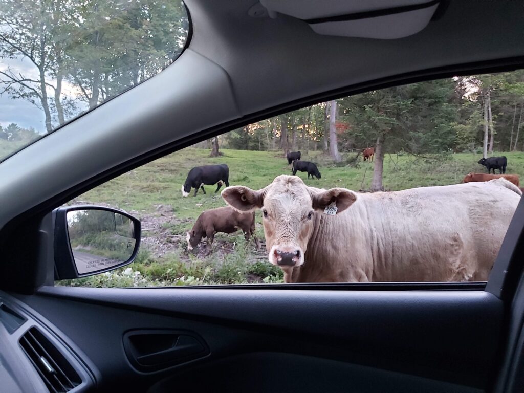 une vache entièrement libre regarde dans la vitre d'une auto, un conducteur dans les yeux