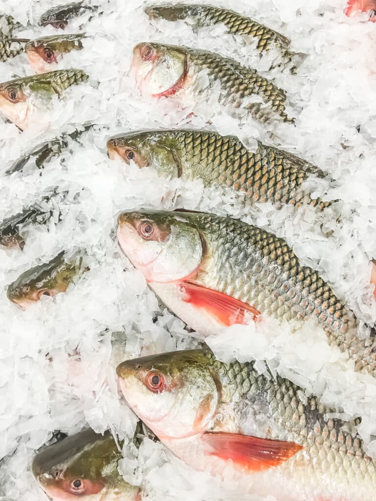 Several whole fish with greenish scales laid on a bed of crushed ice, likely ready for sale or display.